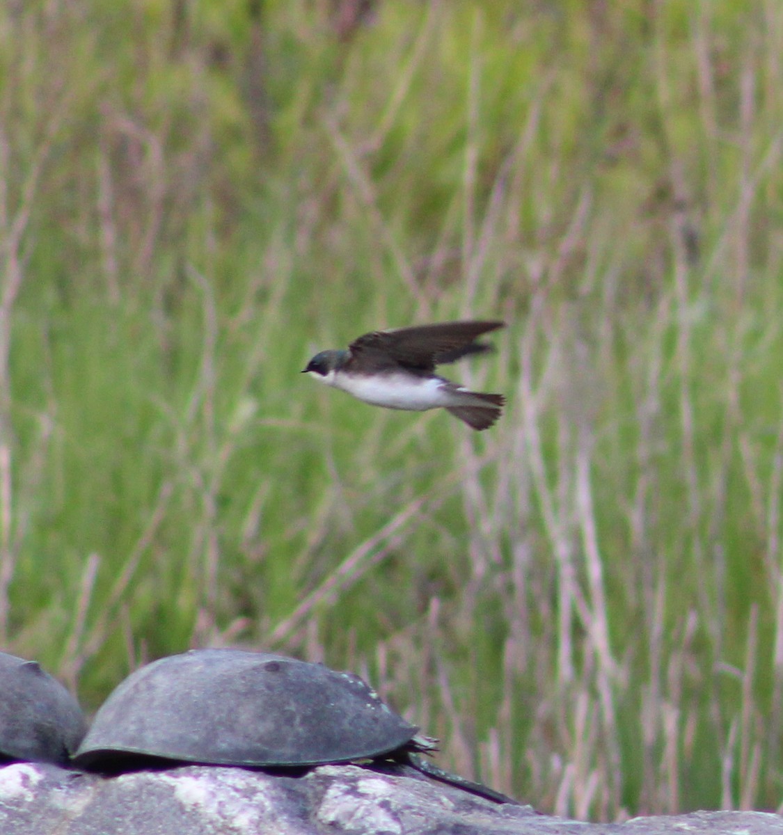 Tree Swallow - ML636371448