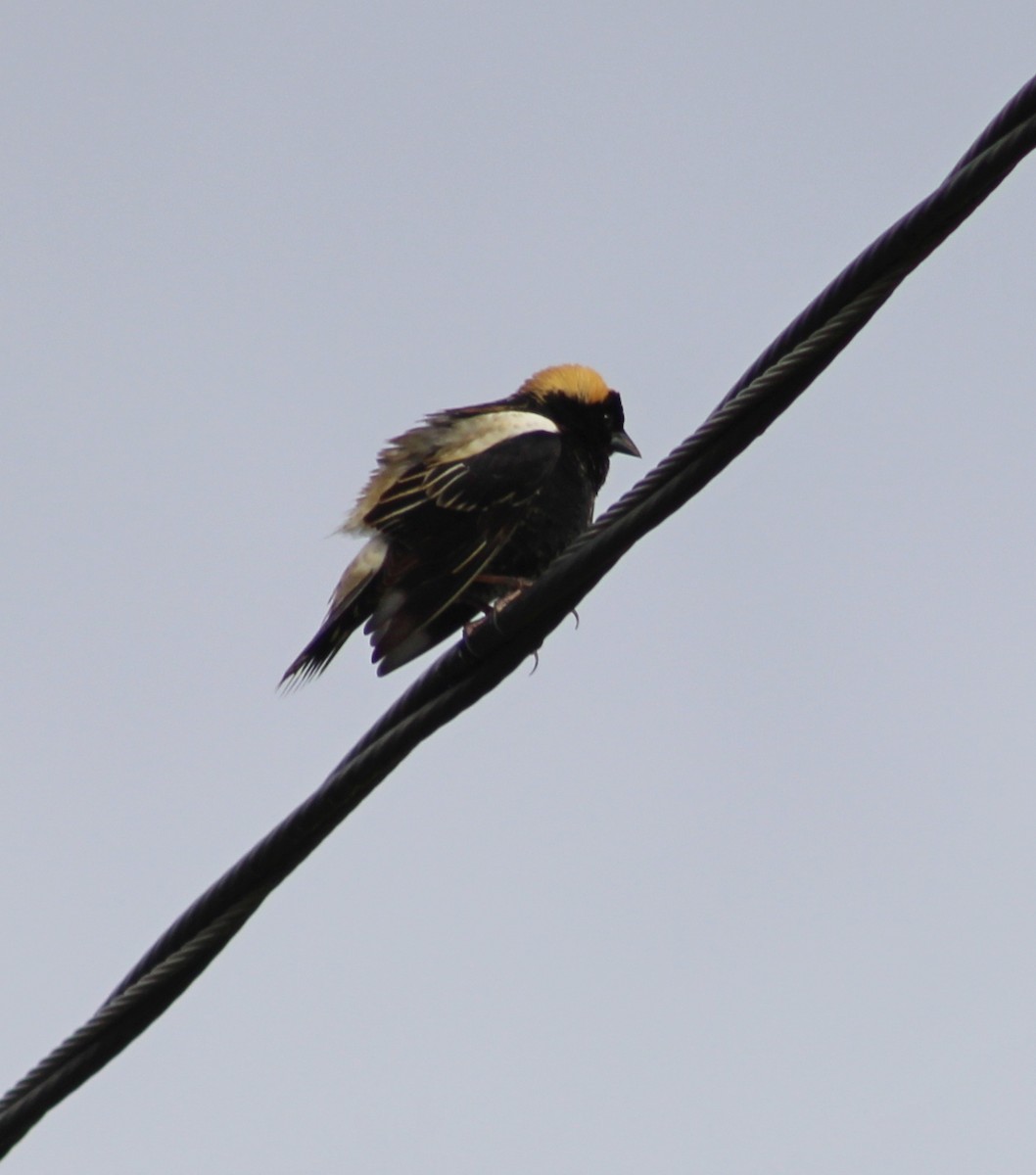 Bobolink - ML636371455