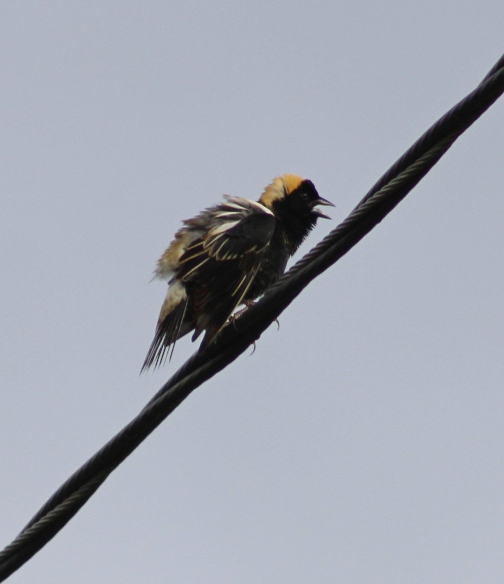 Bobolink - ML636371456