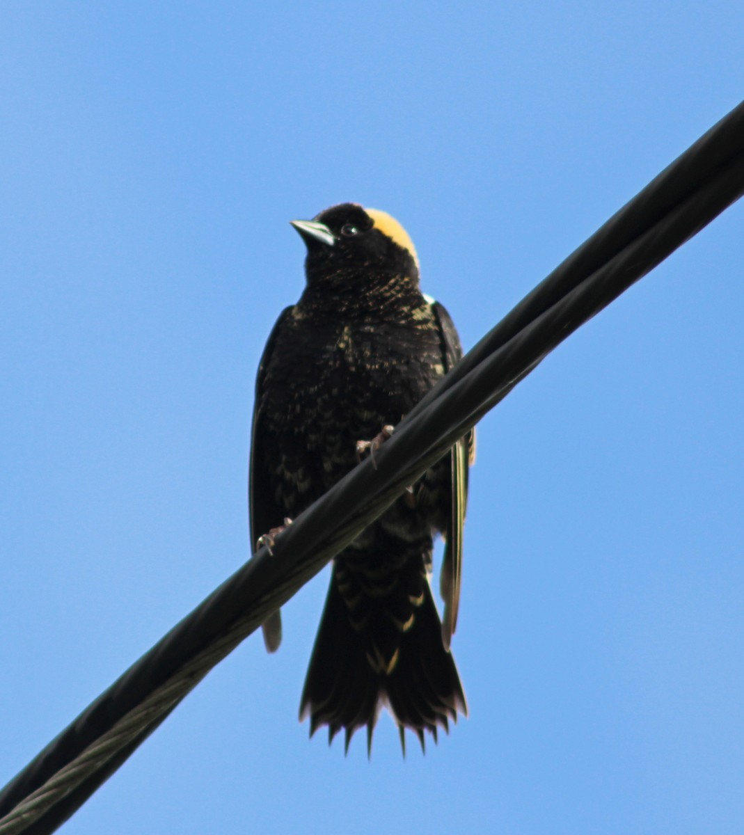 Bobolink - ML636371458