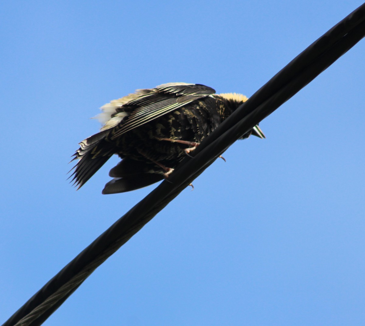 Bobolink - ML636371459