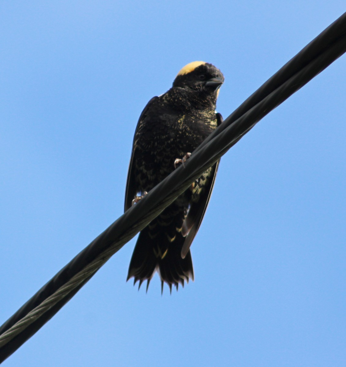 Bobolink - ML636371461