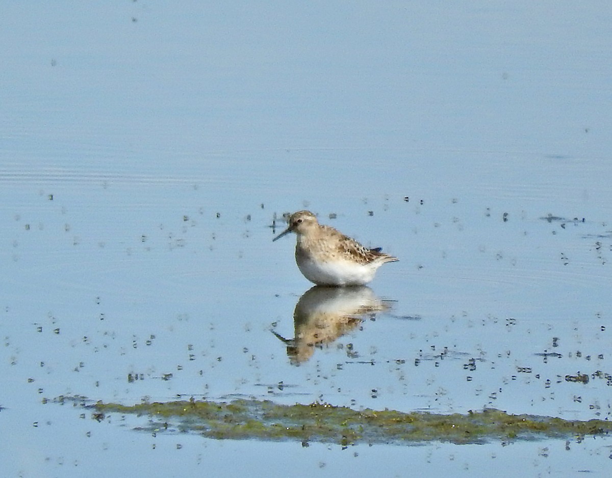 gulbrystsnipe - ML63637151