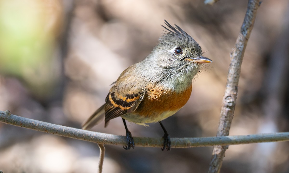 Belted Flycatcher - ML636371540