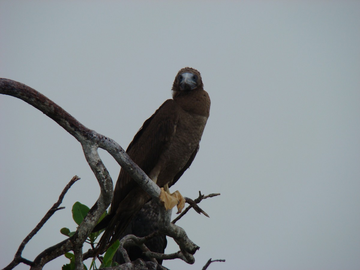 Brown Booby - ML636371593