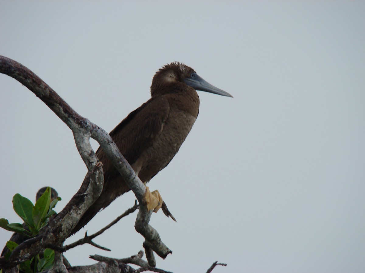 Brown Booby - ML636371594