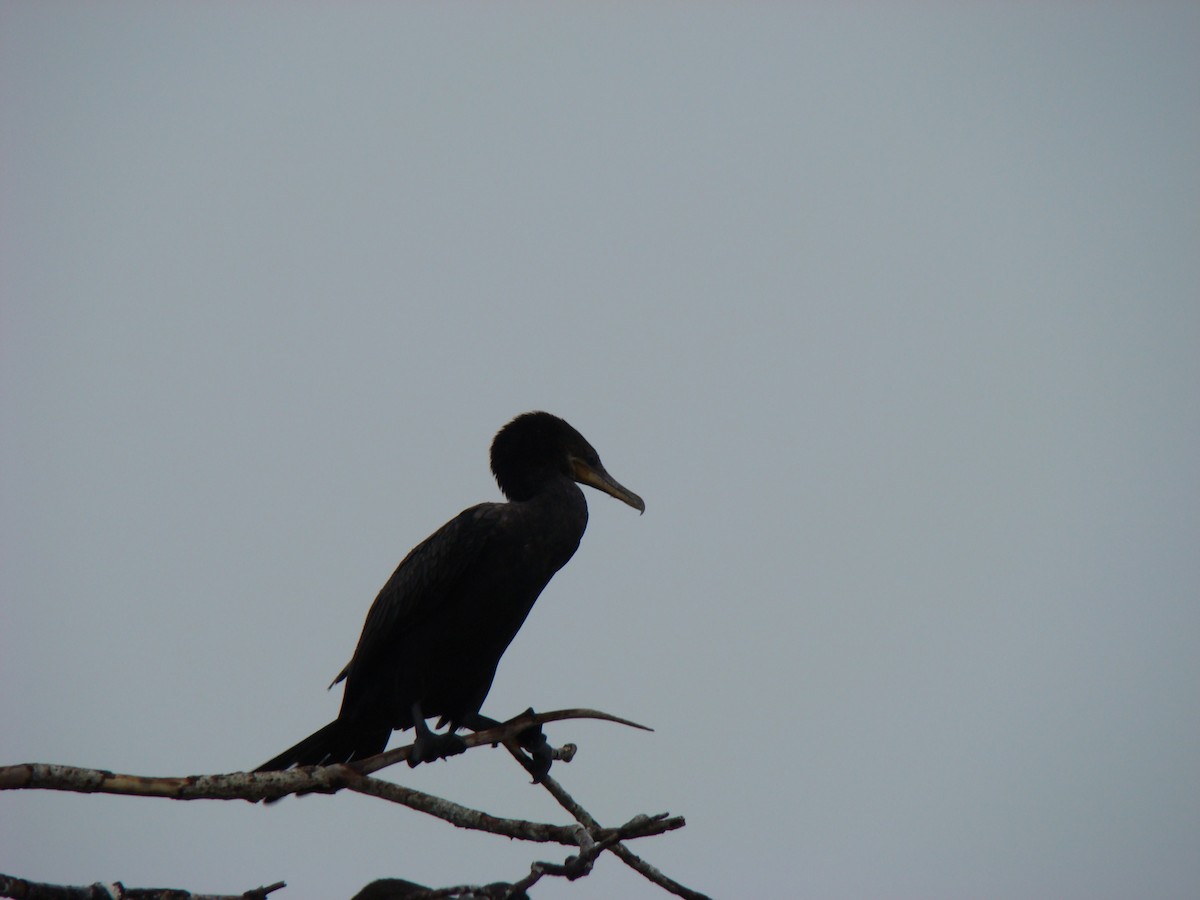 Neotropic Cormorant - ML636371603