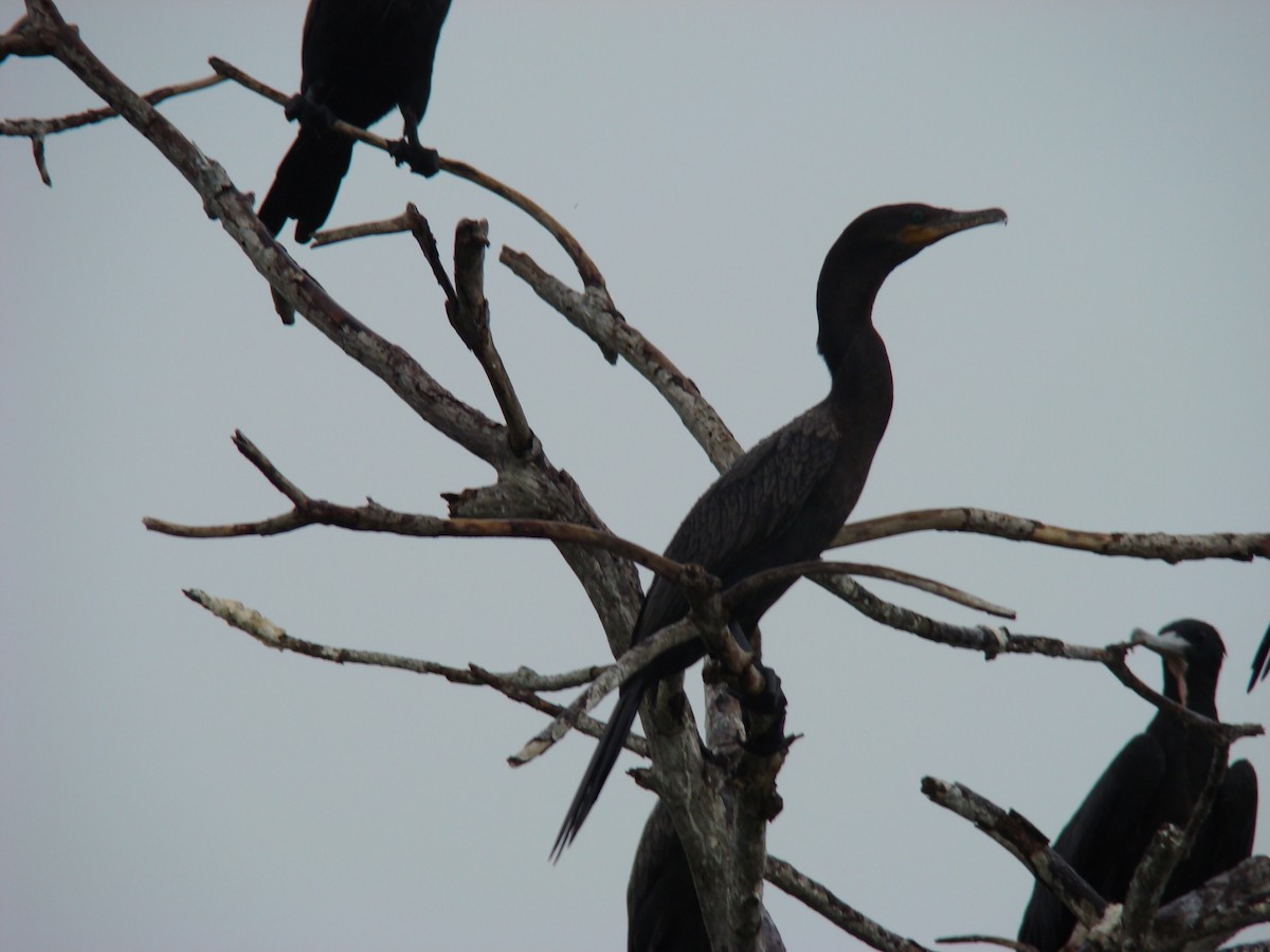 Neotropic Cormorant - ML636371604
