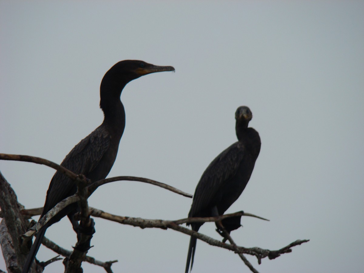 Neotropic Cormorant - ML636371605
