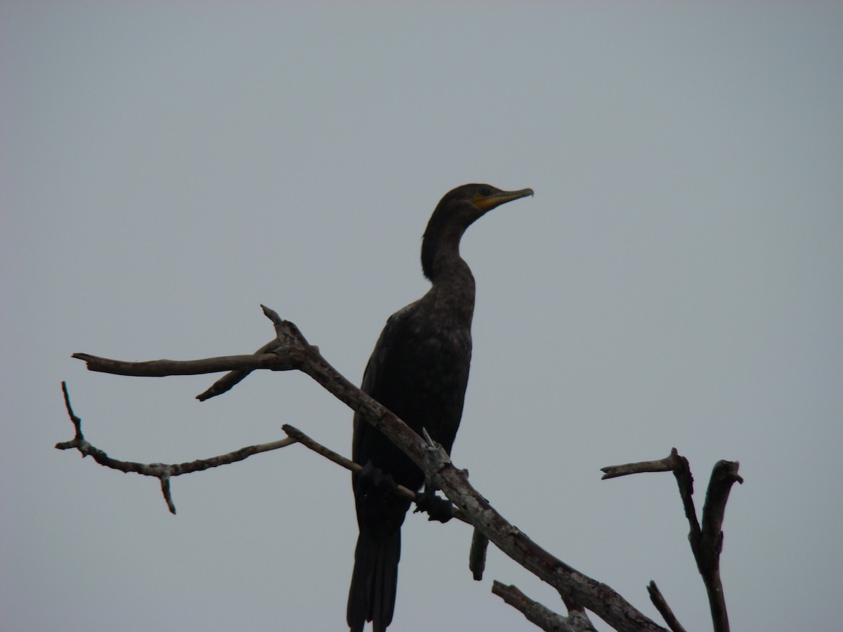Neotropic Cormorant - ML636371606