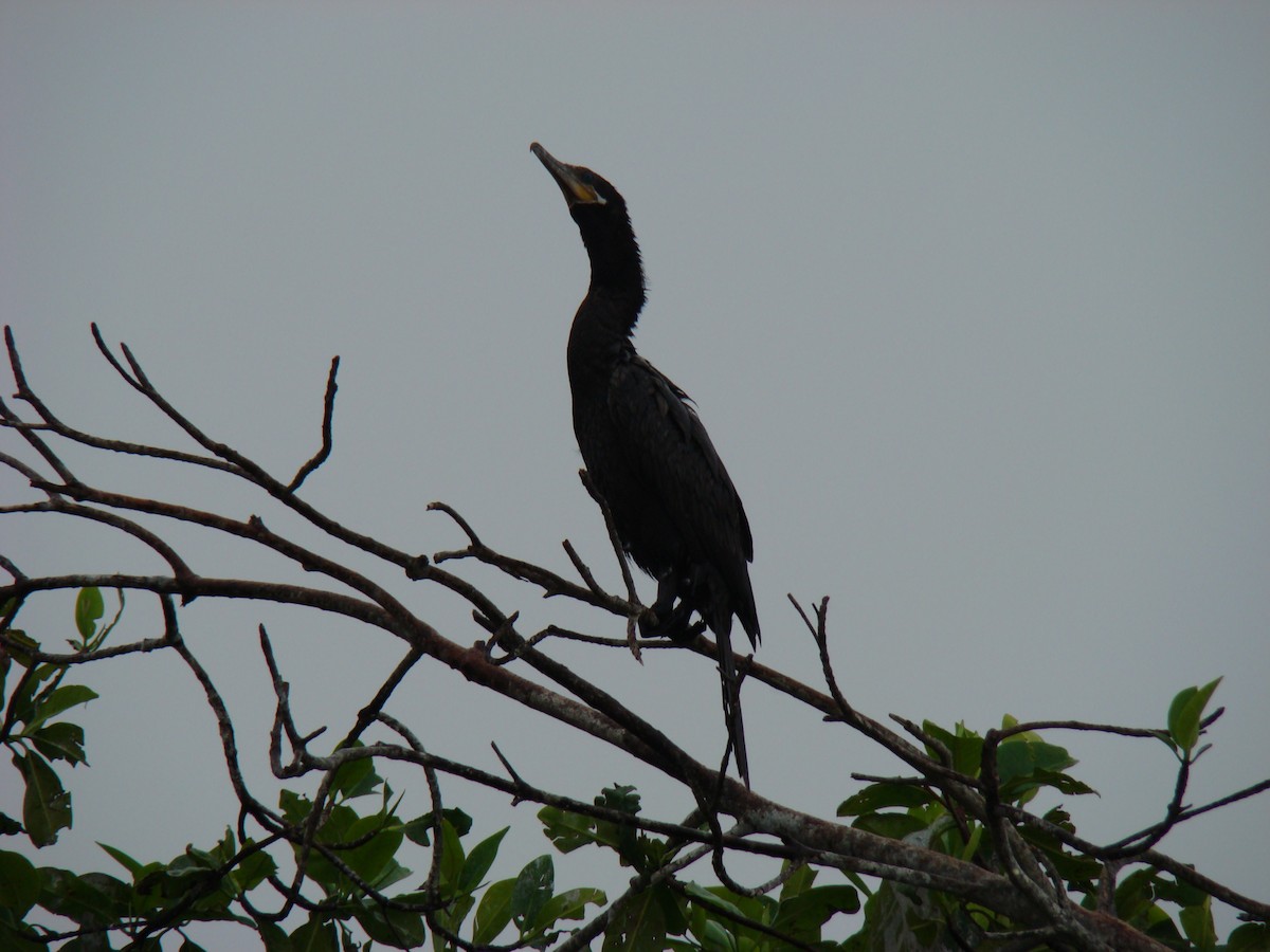 Neotropic Cormorant - ML636371608
