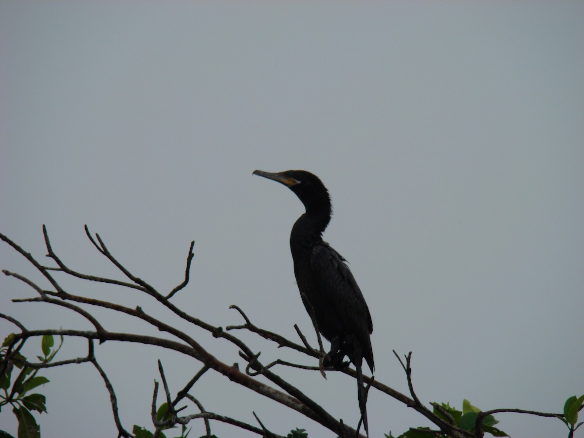Neotropic Cormorant - ML636371611