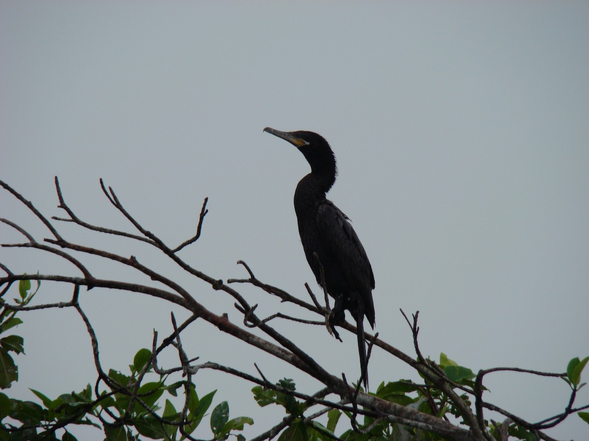 Neotropic Cormorant - ML636371614