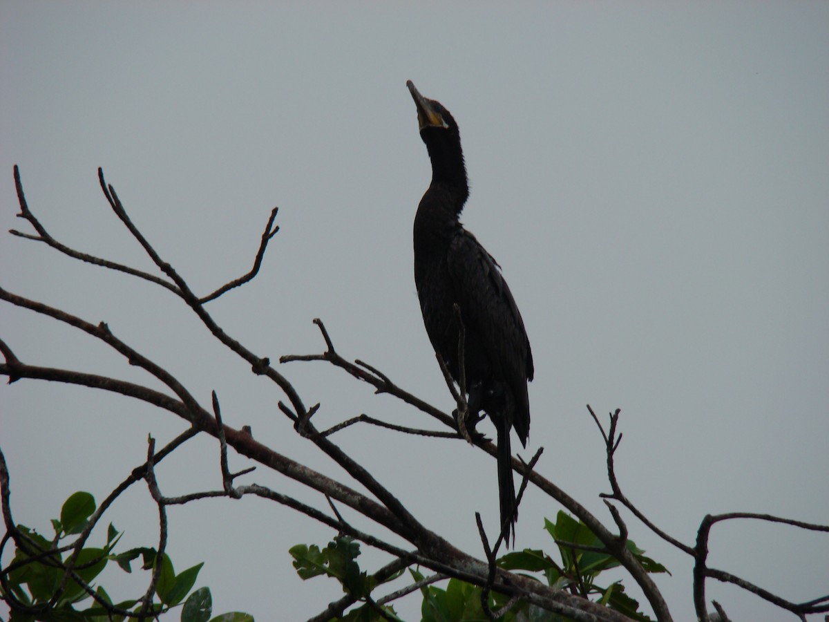 Neotropic Cormorant - ML636371617