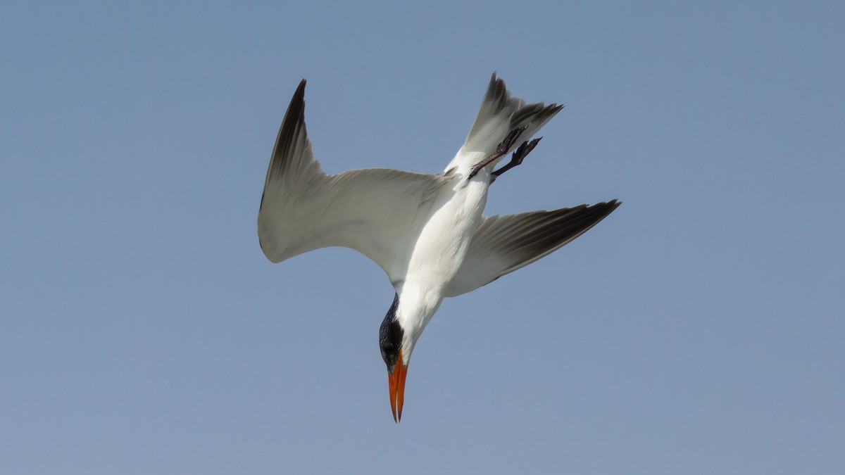Caspian Tern - ML636371626