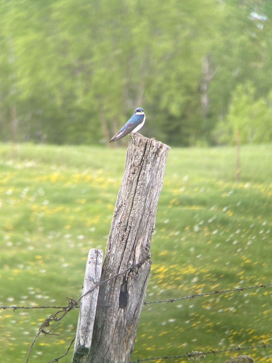 Tree Swallow - ML636371737