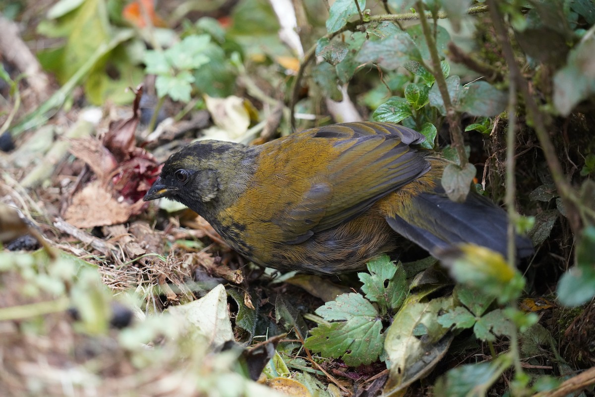 Large-footed Finch - ML636371766