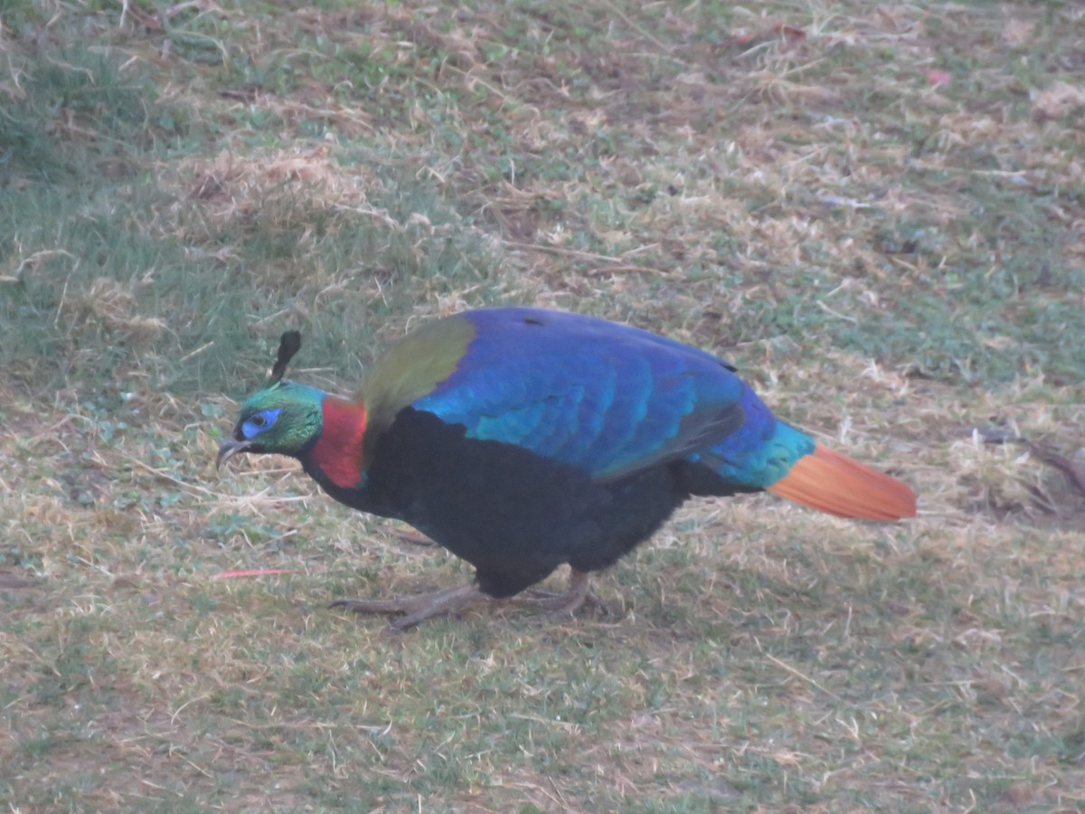 Himalayan Monal - ML636371841