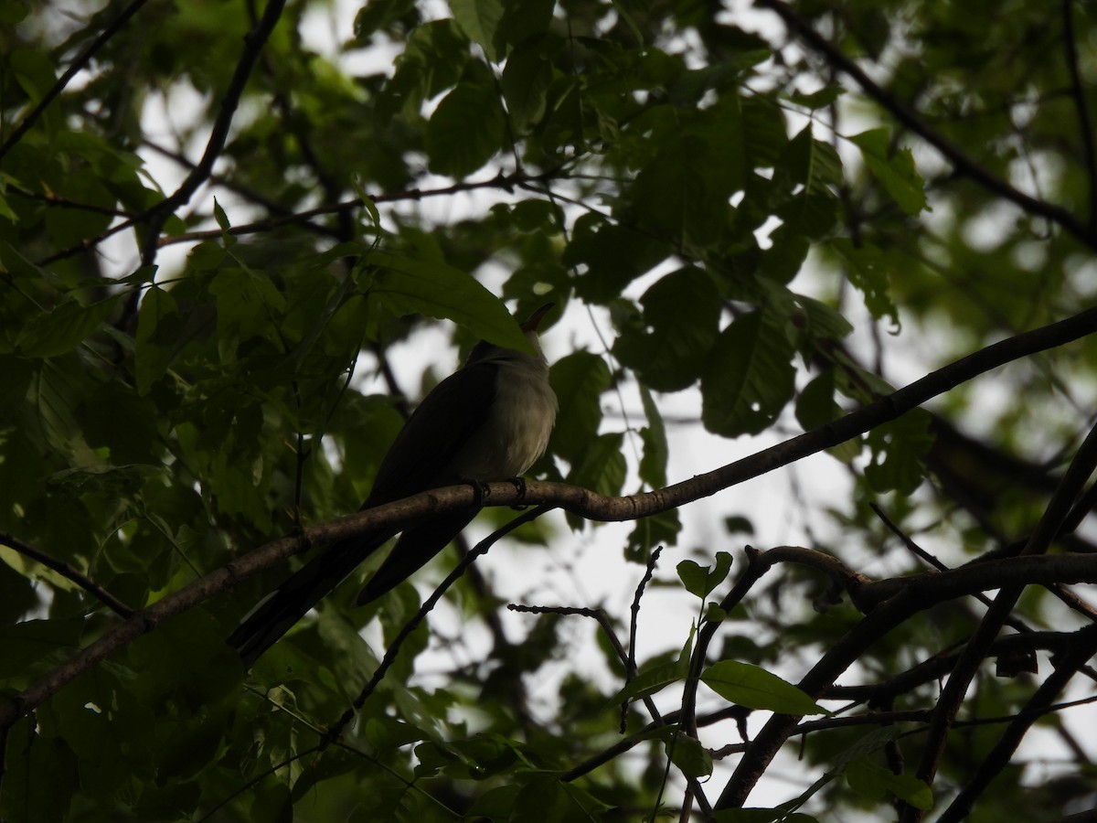 Yellow-billed Cuckoo - ML636371873