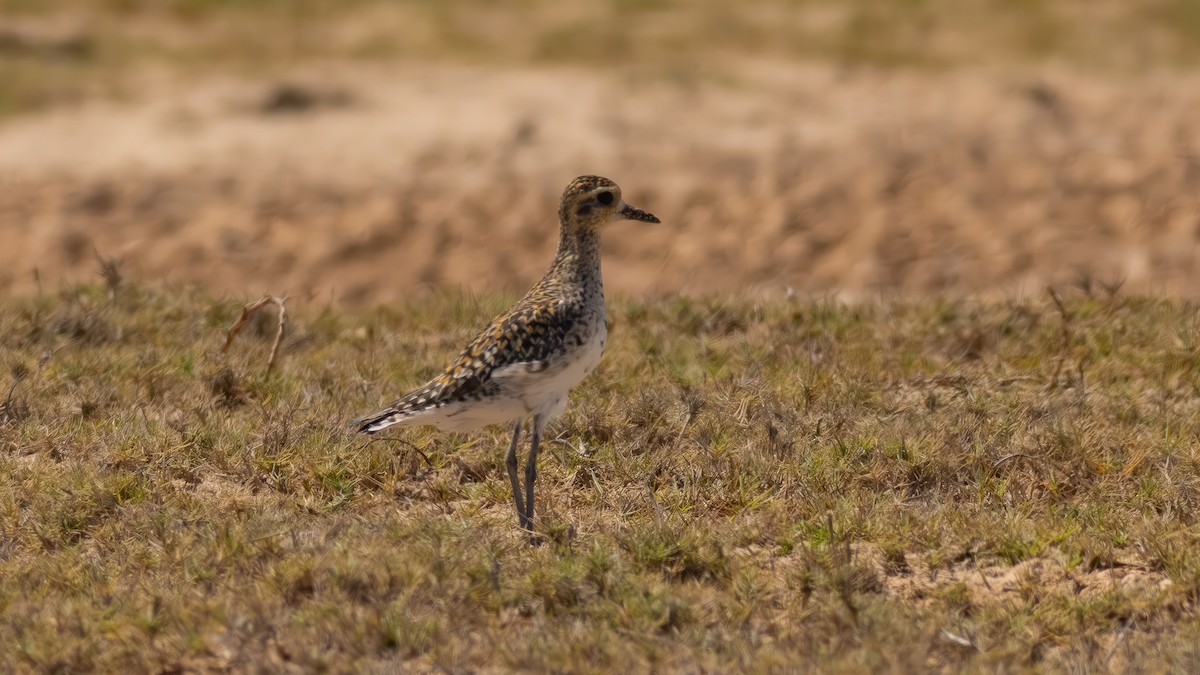 Pacific Golden-Plover - ML636371915