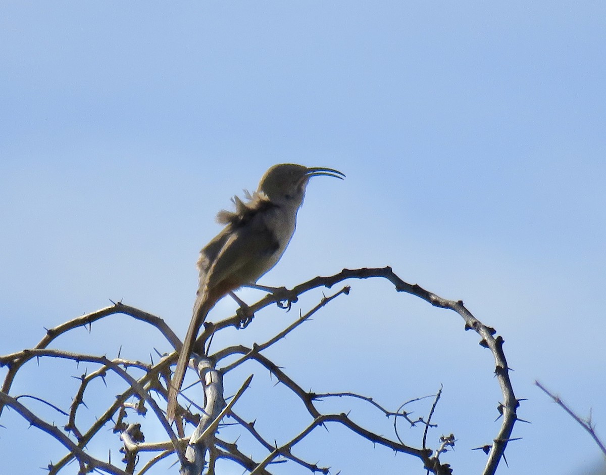 Crissal Thrasher - ML636371993