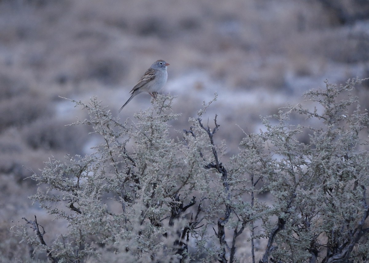 Worthen's Sparrow - ML636372032