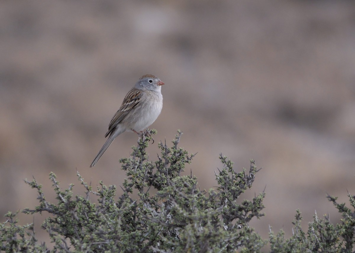 Worthen's Sparrow - ML636372039
