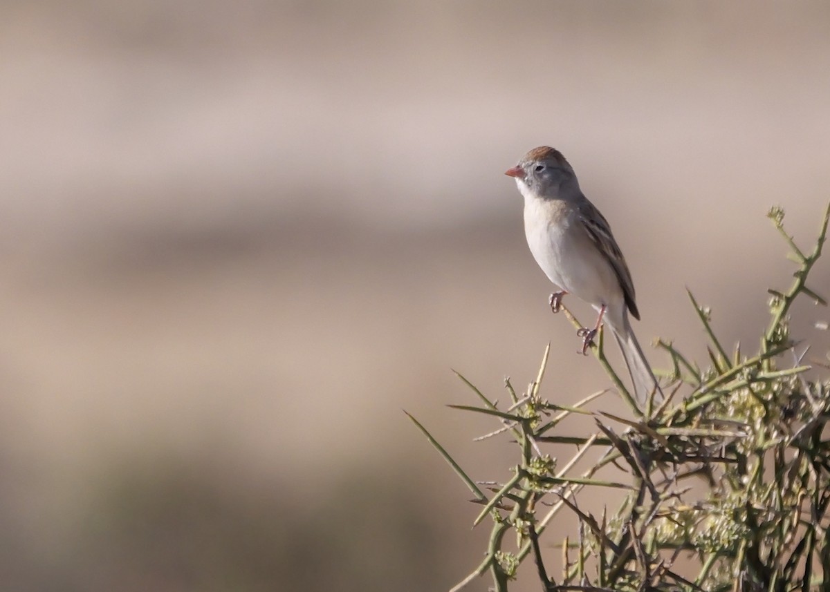 Worthen's Sparrow - ML636372047