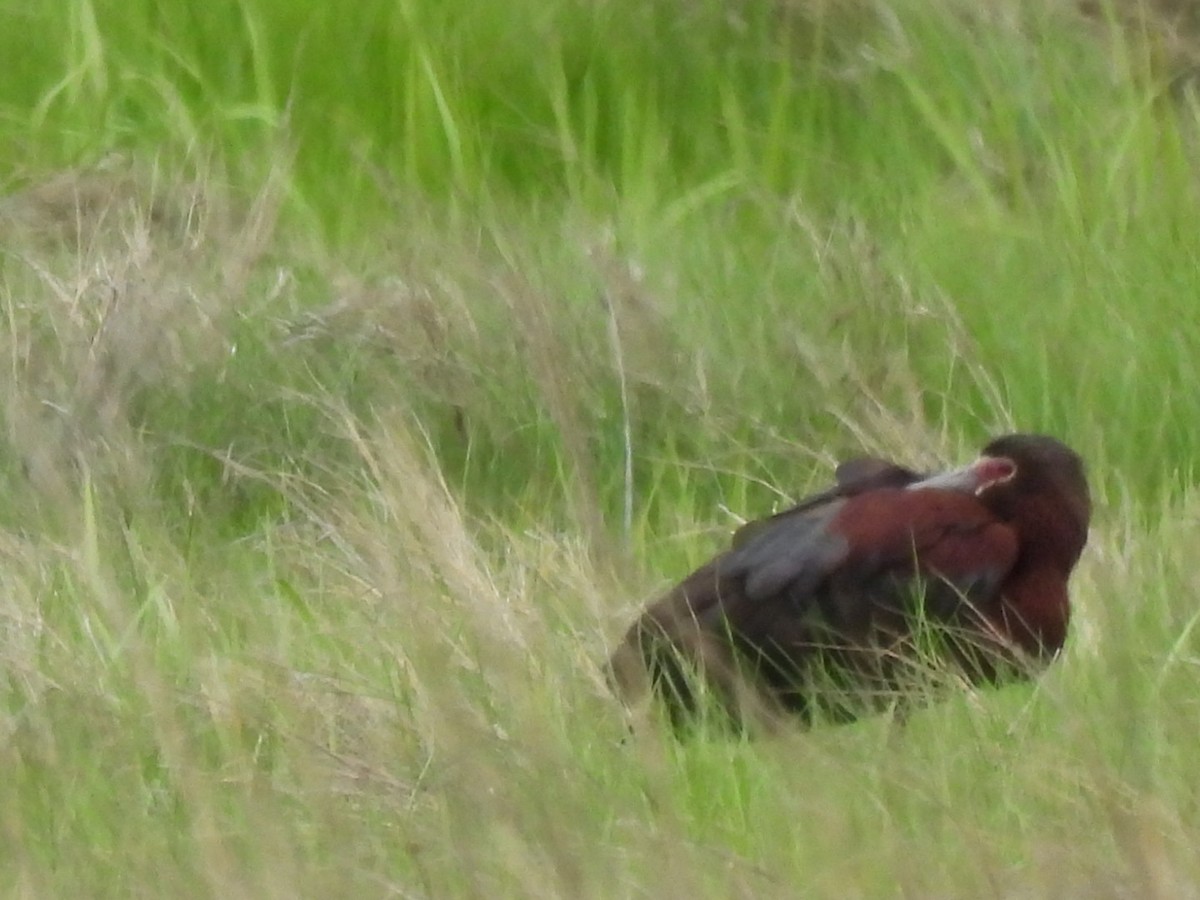 White-faced Ibis - ML636372050
