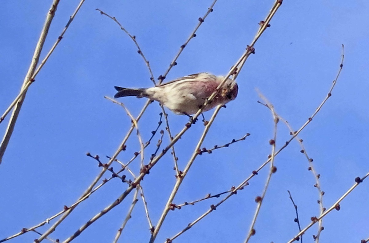 Redpoll - ML636372072