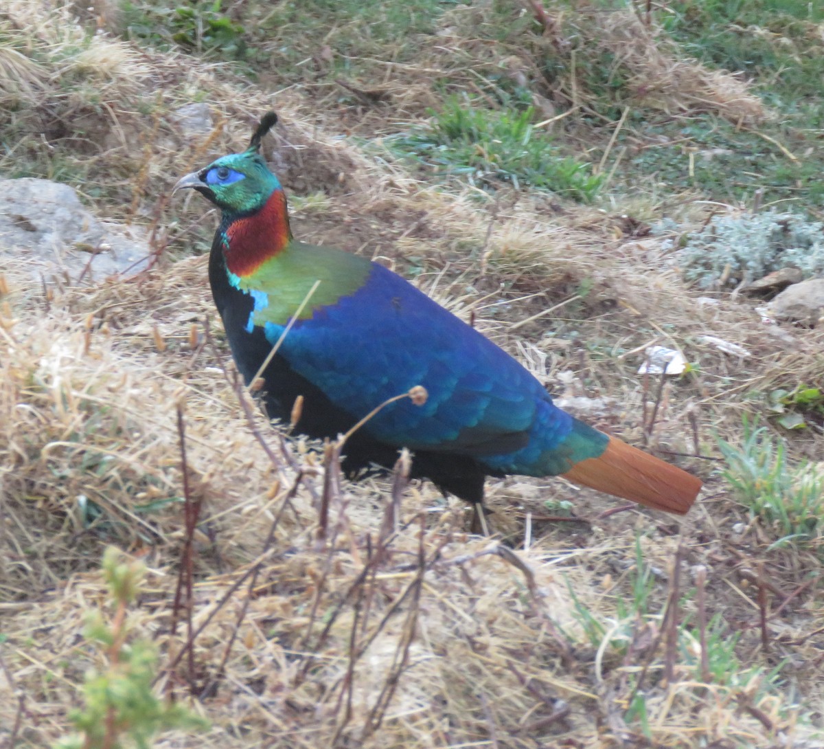 Himalayan Monal - ML636372137