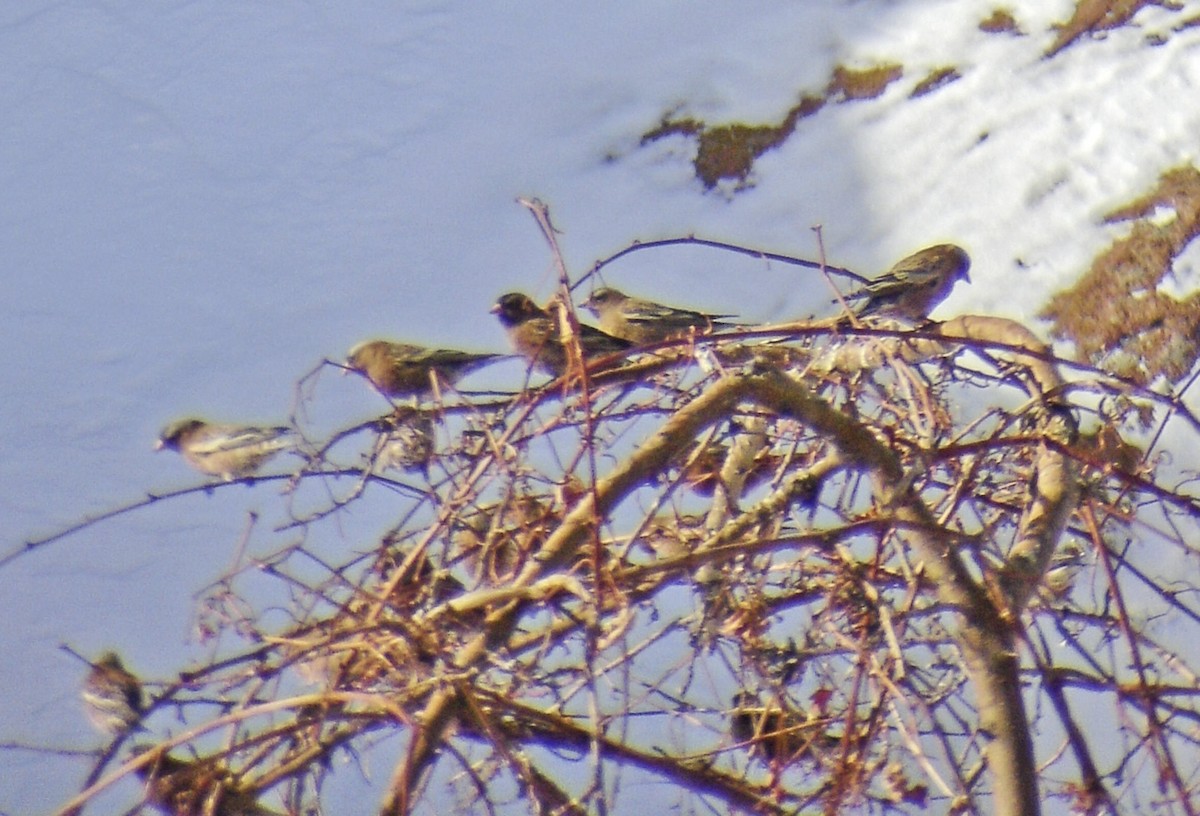 Gray-crowned Rosy-Finch - ML636372201