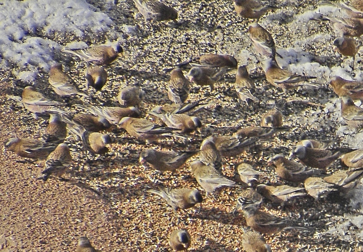 Gray-crowned Rosy-Finch - ML636372202