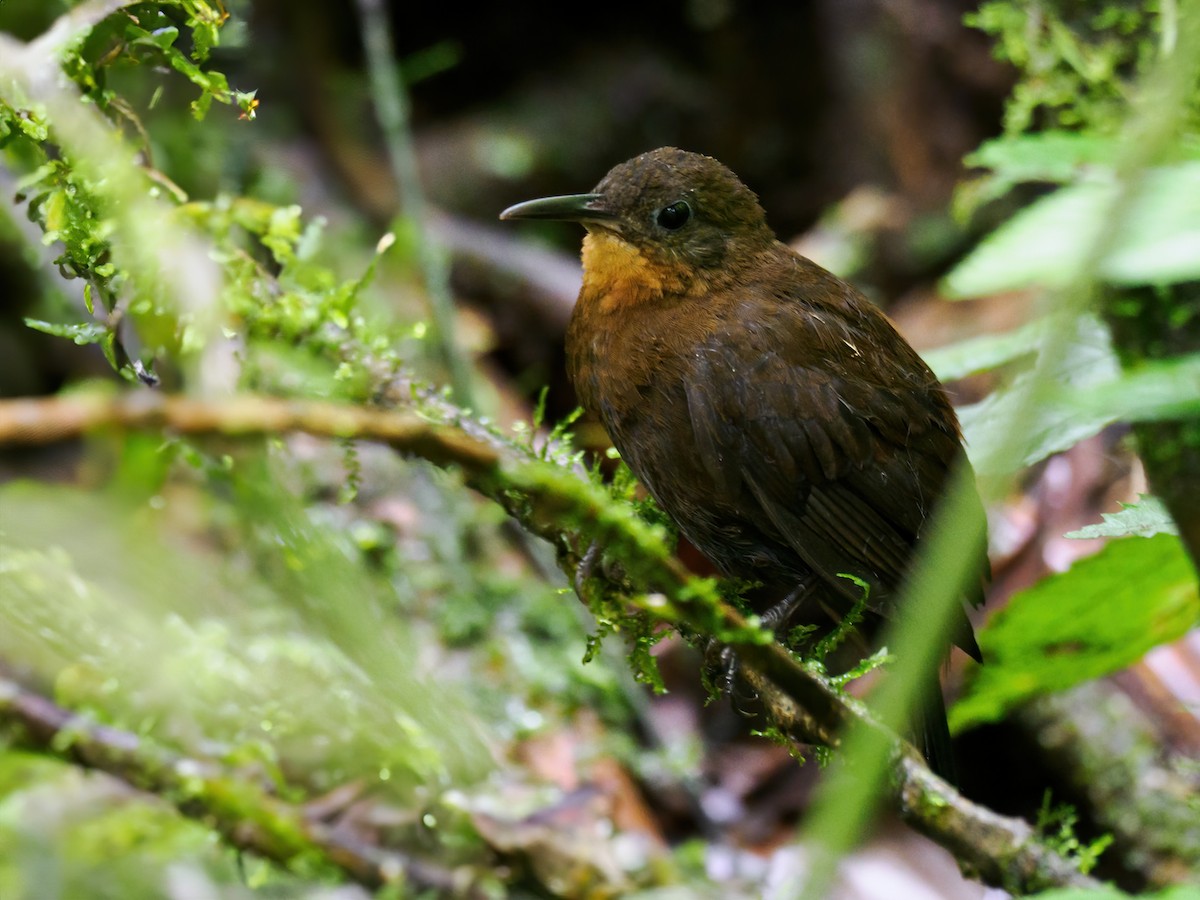 South American Leaftosser (Andean) - ML636372224