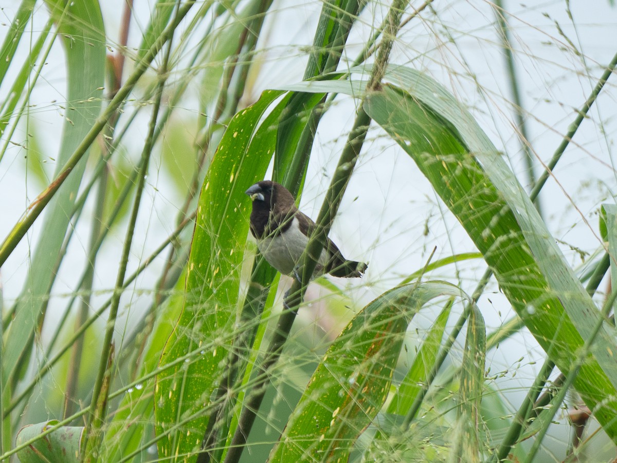 Javan Munia - ML636372287