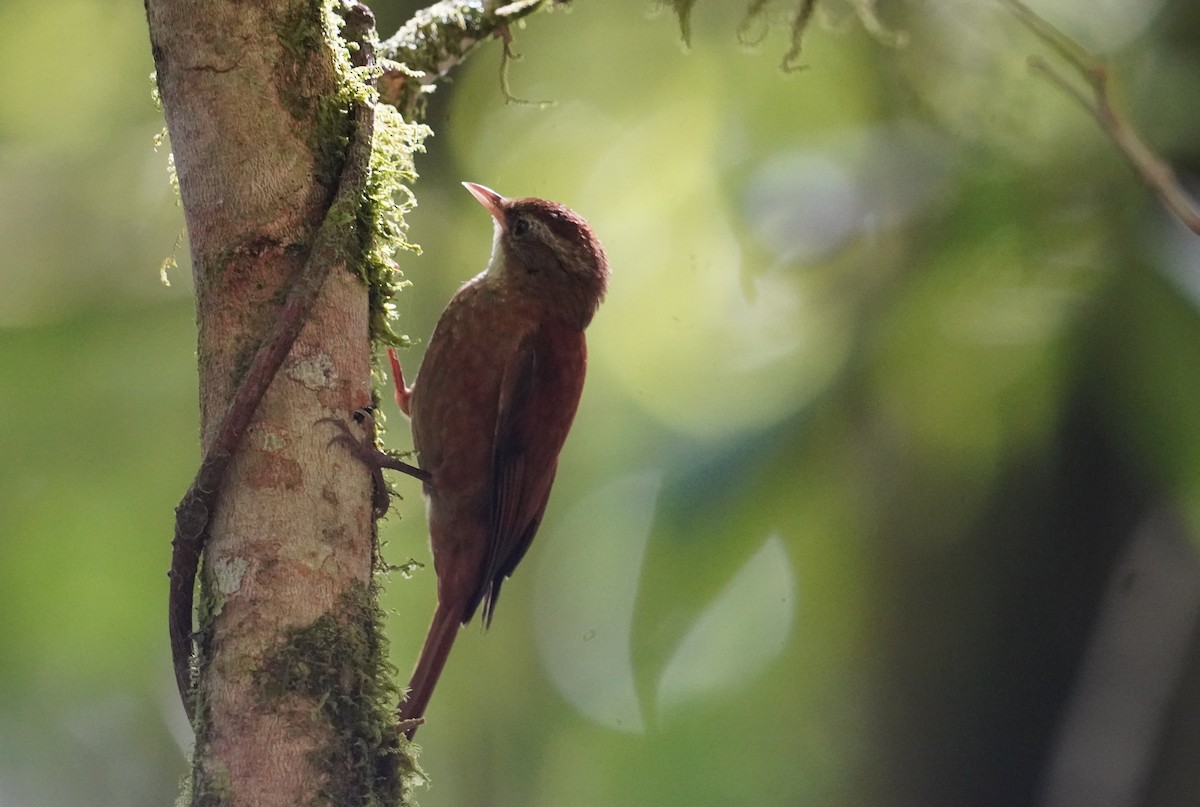 Ruddy Treerunner - ML636372295