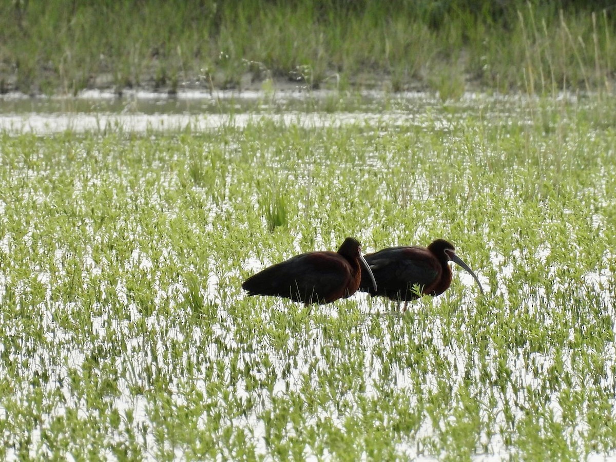 White-faced Ibis - ML636372301