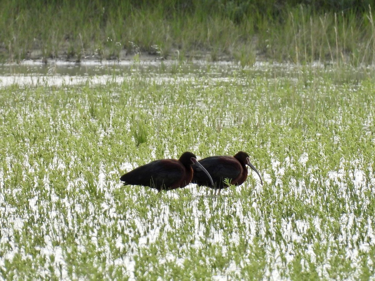 White-faced Ibis - ML636372302
