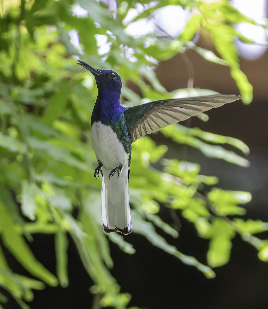 White-necked Jacobin - ML636372347