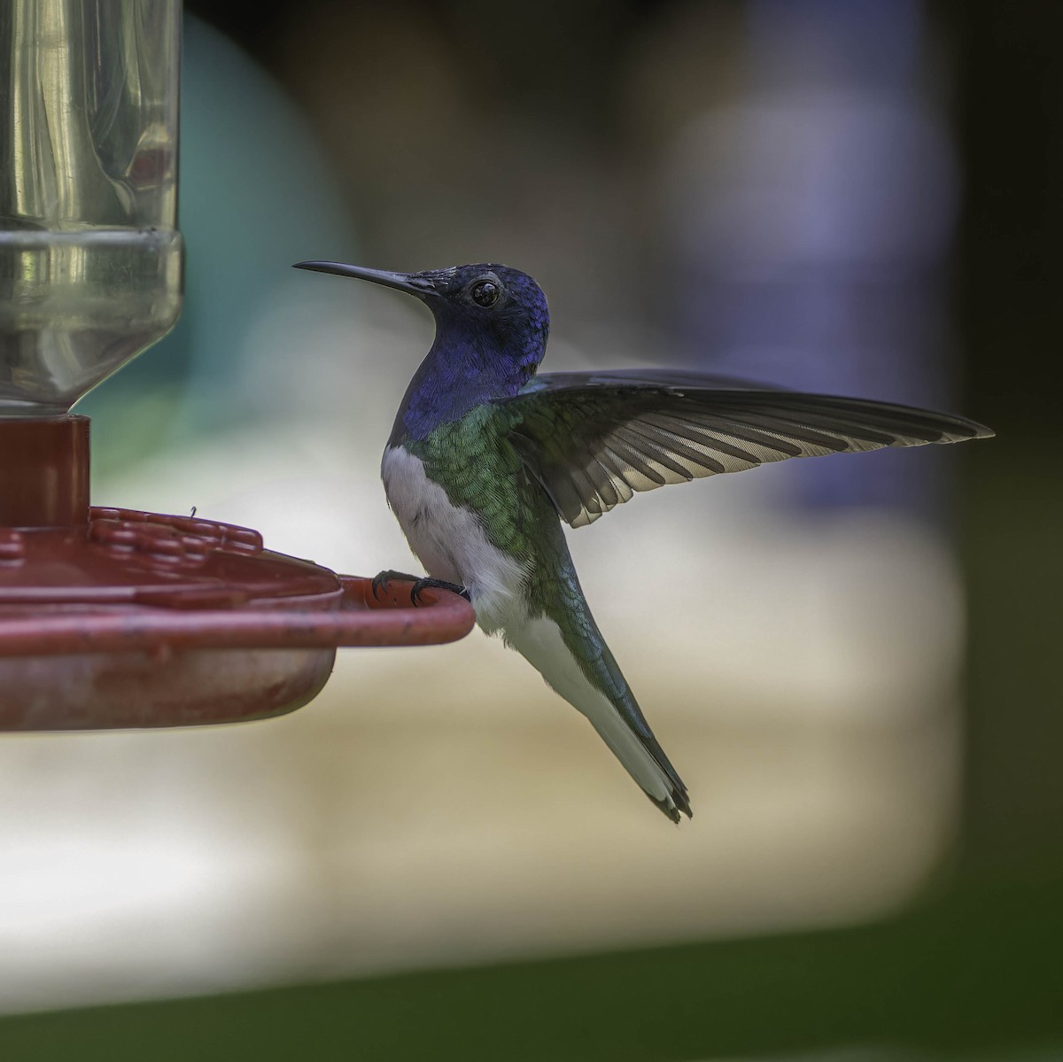 White-necked Jacobin - ML636372348