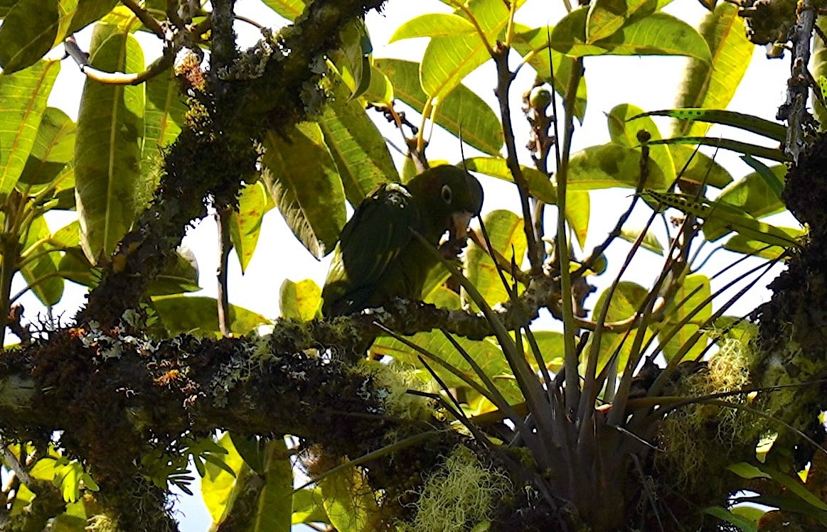 Sulphur-winged Parakeet - ML636372402