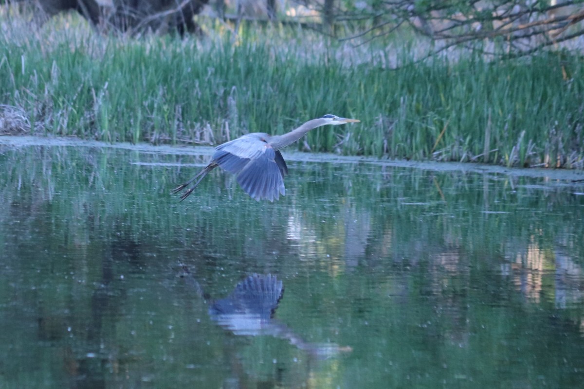 Great Blue Heron - ML636372474
