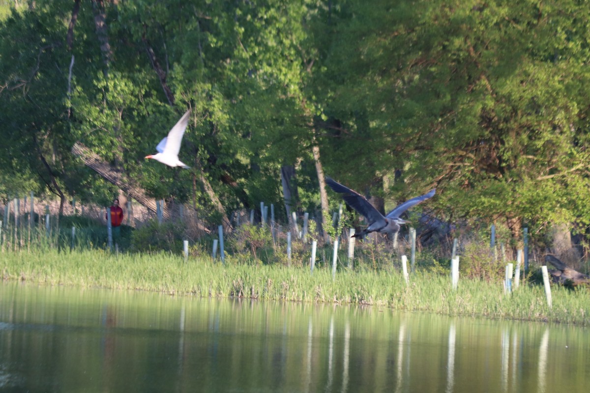 Great Blue Heron - ML636372476