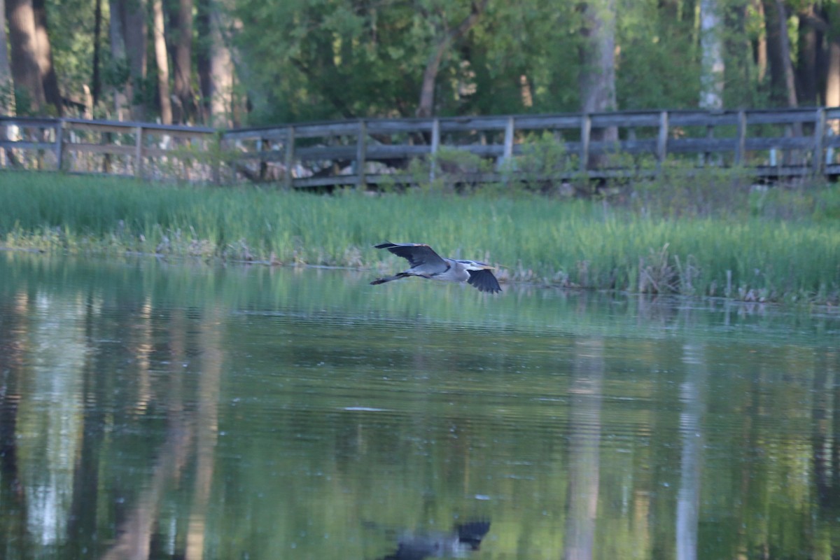 Great Blue Heron - ML636372477