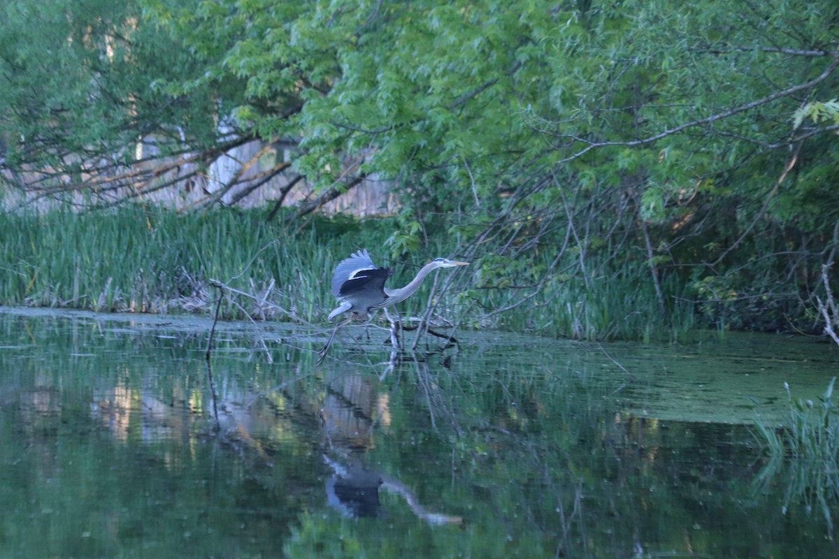 Great Blue Heron - ML636372479