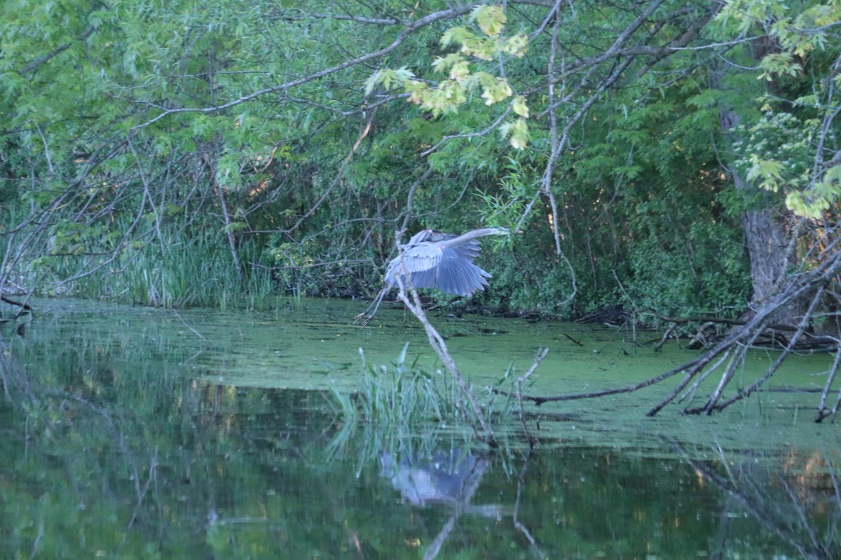 Great Blue Heron - ML636372480