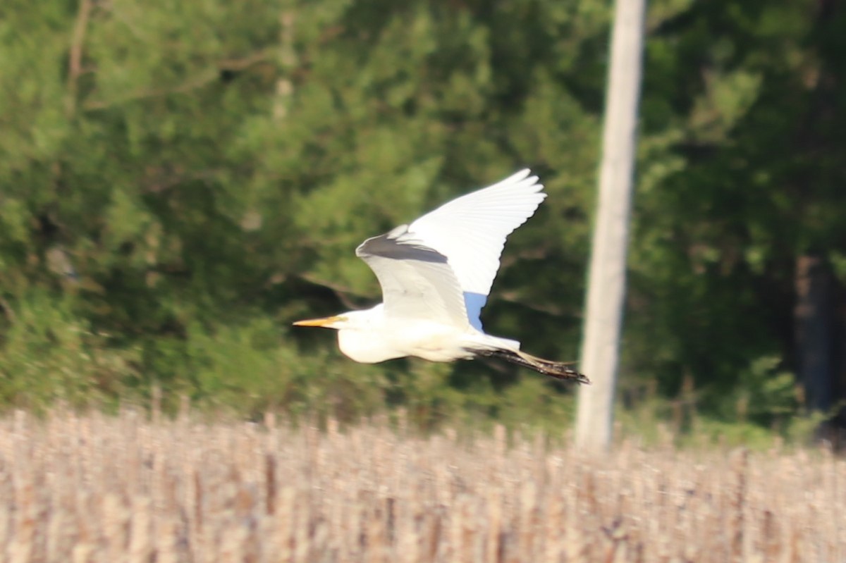 Great Egret - ML636372499