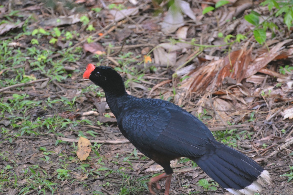 Razor-billed Curassow - ML636372505