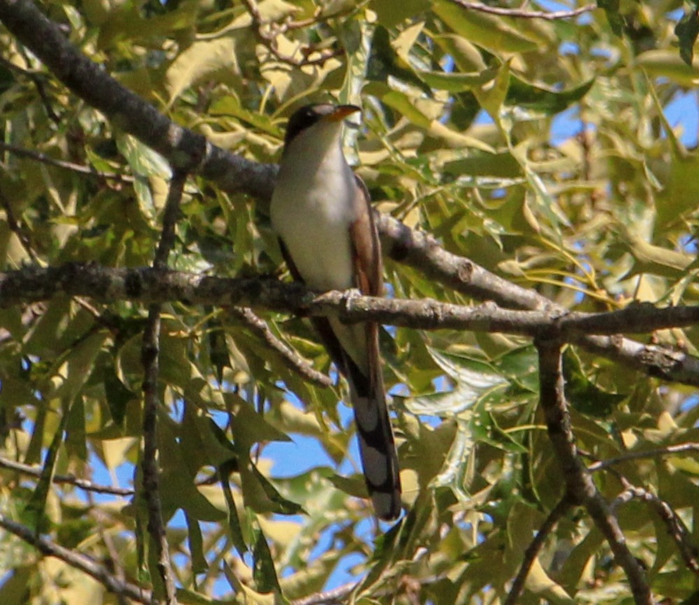 Yellow-billed Cuckoo - ML636372507
