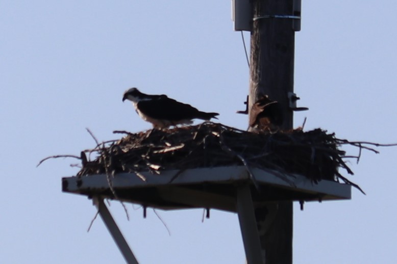 Osprey - ML636372530